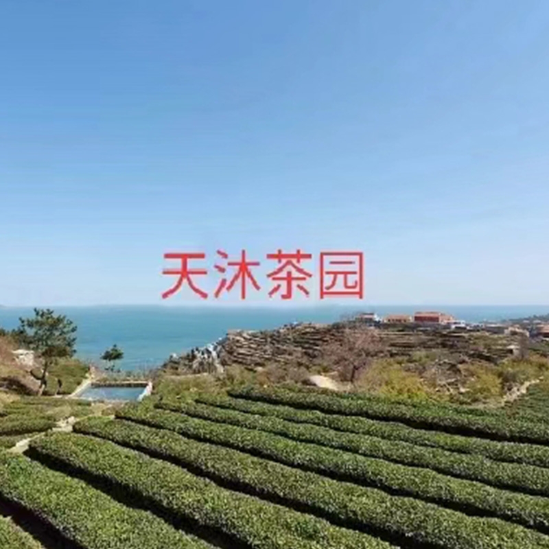 天沐茶园